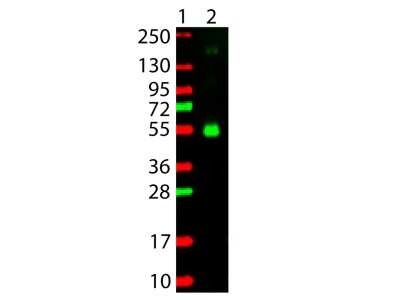 Western Blot: Goat anti-Monkey IgG Heavy Chain Secondary Antibody [Rhodamine] [NBP1-73452] - Detection of Monkey IgG Gamma Chain. 100ng of Monkey IgG (Lane 2) was run on a 4-20% gel and transferred to 0.45 um nitrocellulose. After blocking with 5% Blotto 30 min at 20C, Anti-Monkey IgG (gamma chain) (GOAT) Antibody Rhodamine Conjugated secondary antibody was used at 1:1000 in Blocking Buffer for Fluorescent Western Blotting and imaged using the Bio-Rad VersaDoc 4000 MP. Molecular weight markers are in lane 1.